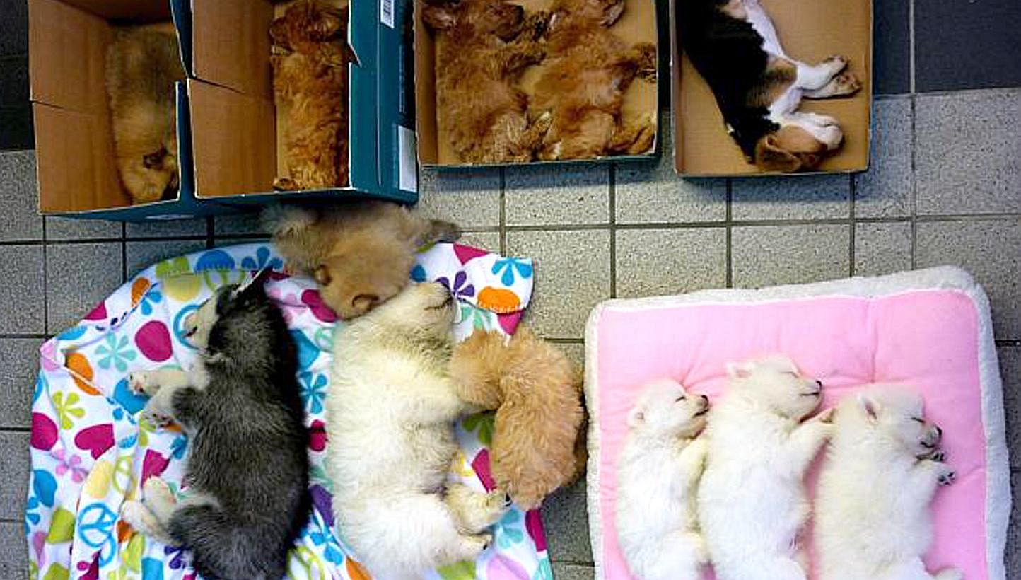 13 Smuggled Puppies Doing Well In Quarantine Singapore News Top Stories The Straits Times
