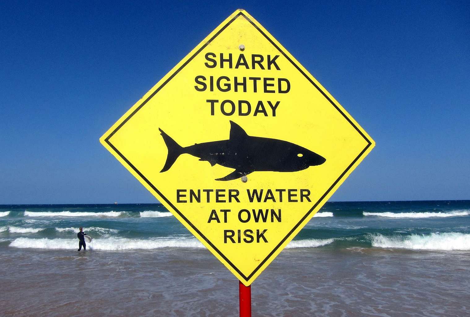 World S Most Shark Infested Areas And How To Stay Safe From Shark Attacks World News Top Stories The Straits Times