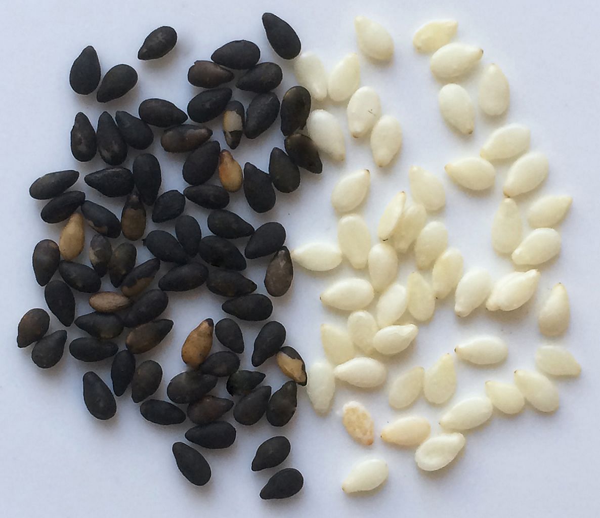 Черные семена похожие. Яйца глистов похожие на кунжут. Личинки глистов похожие на кунжут. Яйцеглист похожи на семена кунжута. Семена черные мелкие.