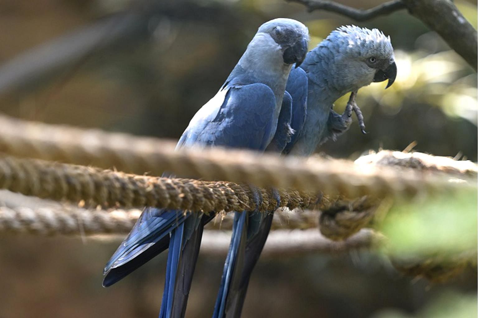 Rio попугаи