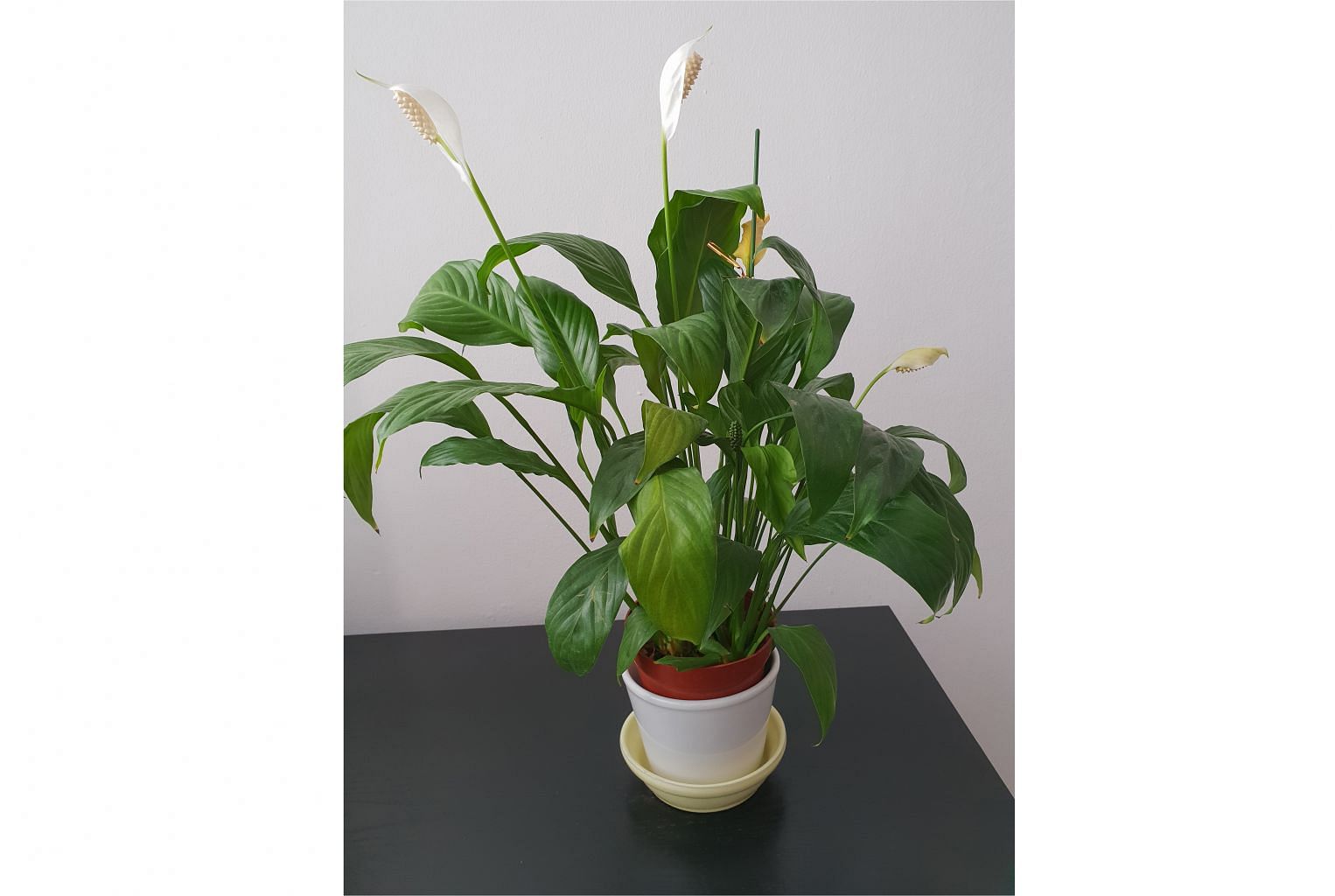 Root Awakening Peace Lily Needs More Water Bigger Pot Home Design News Top Stories The Straits Times