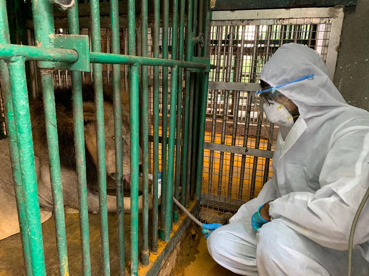 Zoo In Chennai Loses Two Lions To Covid 19 But Nurses 13 Others Back To Health South Asia News Top Stories The Straits Times