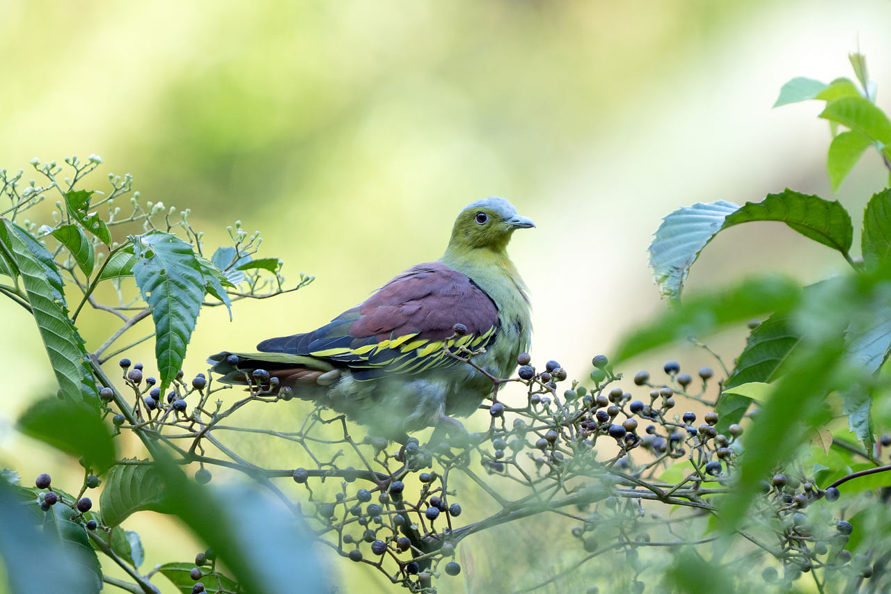Une nouvelle base de données en ligne détaille les espèces d’oiseaux rares à Singapour, Environment News & Top Stories