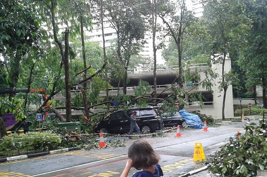 Heavy rain and strong winds had uprooted the old tree, which toppled onto at least five cars.