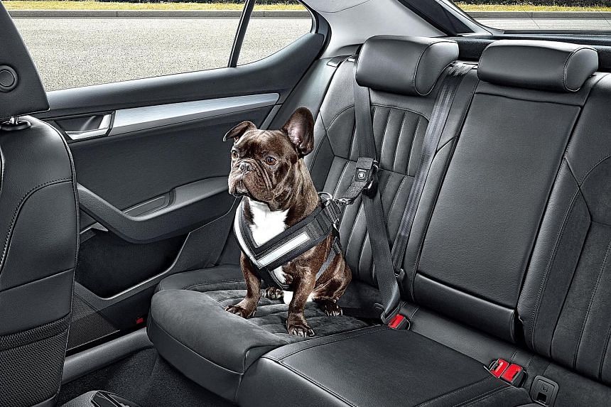 Keep Your Doggie Safe On The Road, Dog Car Seat Cover Singapore
