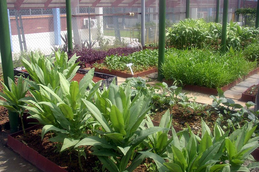 Growing An Edible Garden, Beginner Vegetable Garden Reddit