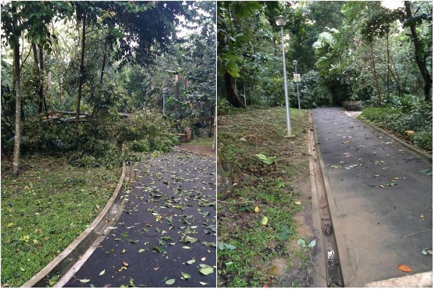 Joggers and passers-by were forced to take a detour after fallen trees blocked pathways in the park.