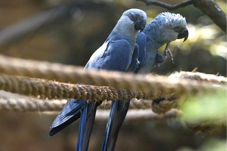 Blue Parrot Featured In Movie Rio Is Now Highly Likely To Be Extinct In The Wild World News Top Stories The Straits Times