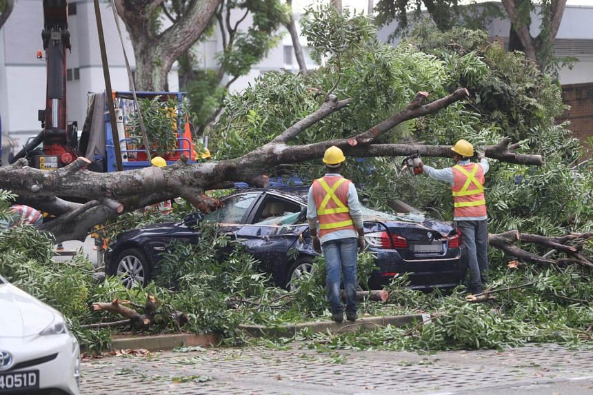 A tree fell at the Hougang carpark and damaged four vehicles, on Sept 21.