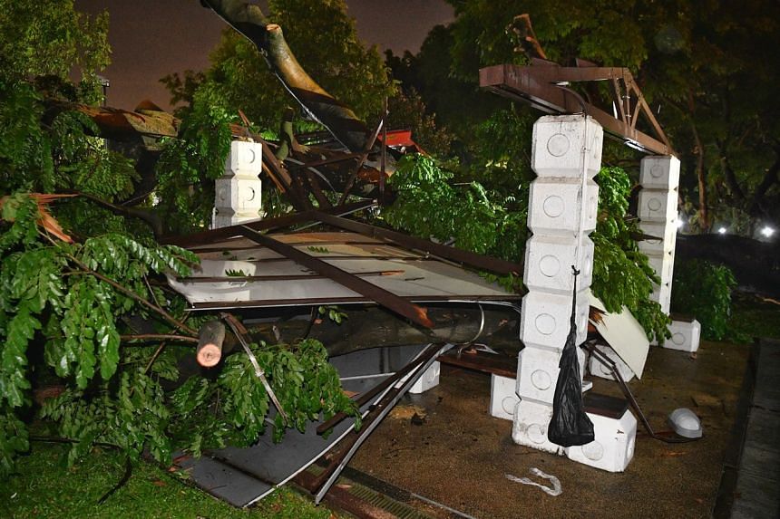 The Singapore Civil Defence Force said it responded to the fallen tree incident in Beaulieu Road at 5.55pm.