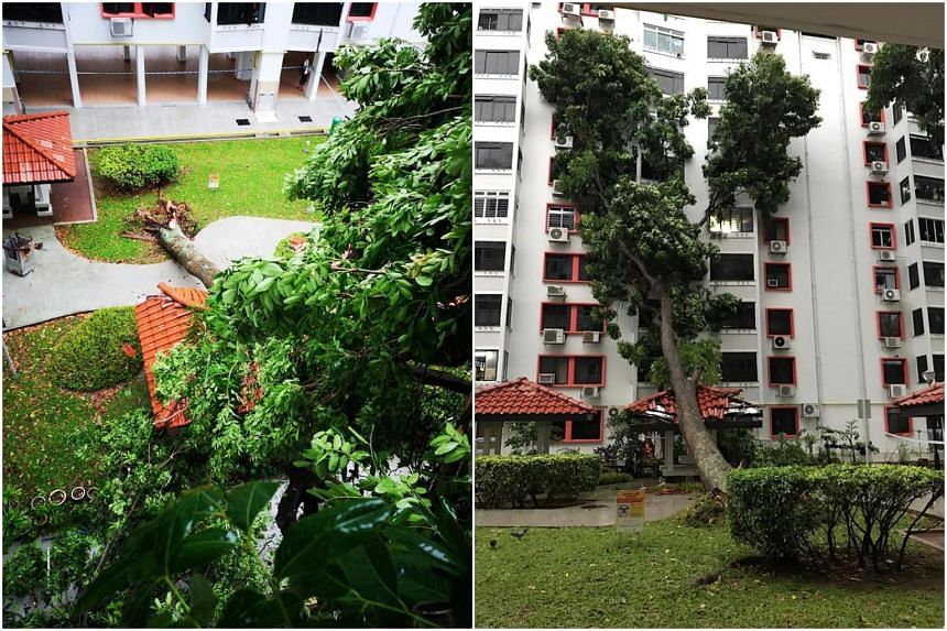 The tree, near Block 97 Jalan Dua, fell at around 5am amid a heavy downpour and strong winds across the island.