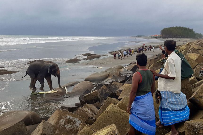 Elephants led to safety after Bangladesh beach ordeal ...