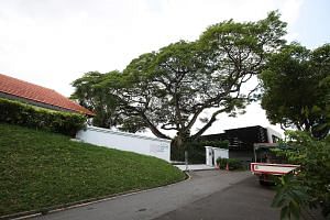 The towering raintree at the centre of an acrimonious dispute that has branched out into court hearings between neighbours in the posh Astrid Hill area.