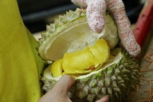 Malaysia S Musang King Durian Festival A Roaring Success To Be Held Annually Se Asia News Top Stories The Straits Times