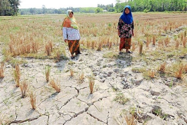 Planting Season In Malaysia S Rice Bowl States Delayed Due To Drought Se Asia News Top Stories The Straits Times