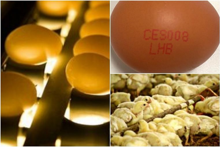 Singapore Recalls Eggs From Malaysian Farm Over Salmonella Contamination Singapore News Top Stories The Straits Times