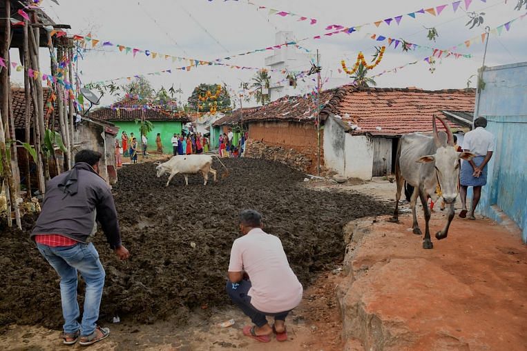 Pertarungan kotoran Cattle Royale di India menandai berakhirnya Diwali, South Asia News & Top Stories