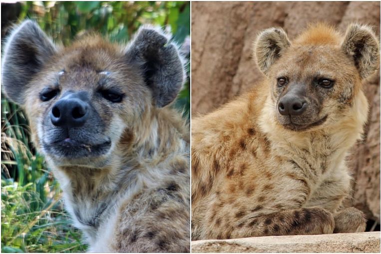 Dua hyena tutul di Kebun Binatang Denver adalah yang pertama diketahui terjangkit Covid-19, Berita Amerika Serikat & Top Stories
