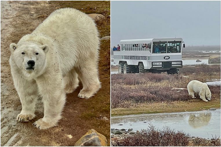 Di tengah perubahan iklim, beruang kutub bermain-main di atas es dan mencari makan di kota Kanada, Travel News & Top Stories
