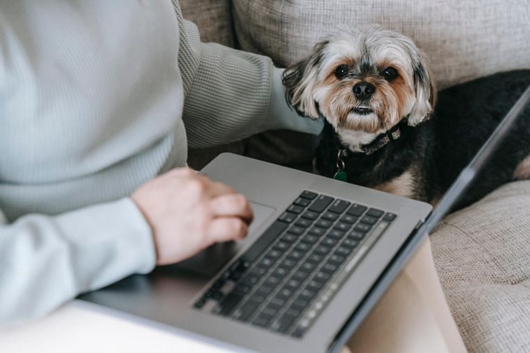 Beri anjing telepon: Perangkat dapat mengurangi rasa sakit untuk anjing kampung yang kesepian, Berita Teknologi & Berita Utama