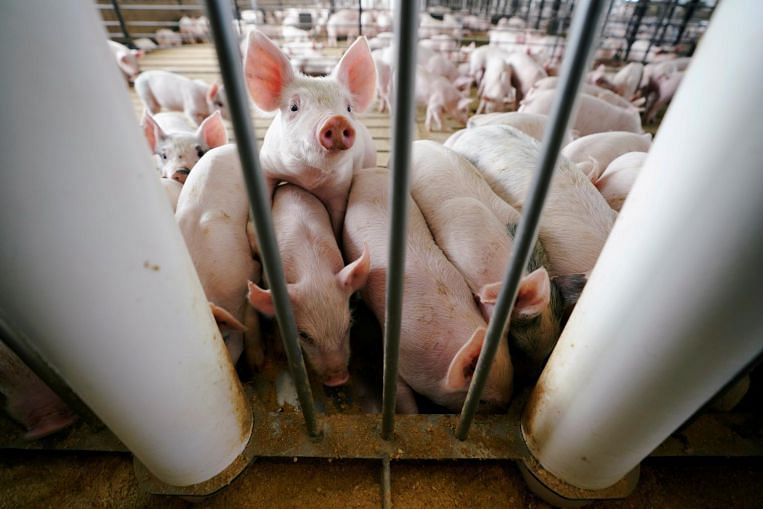 Wabah demam babi Afrika menyebar luas di Vietnam, SE Asia News & Top Stories