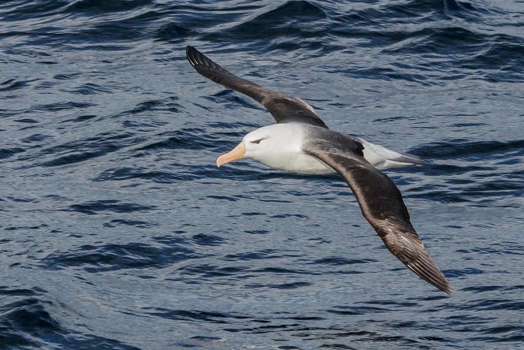 Le changement climatique pousse certains albatros au « divorce », selon une étude, Australie/NZ News & Top Stories
