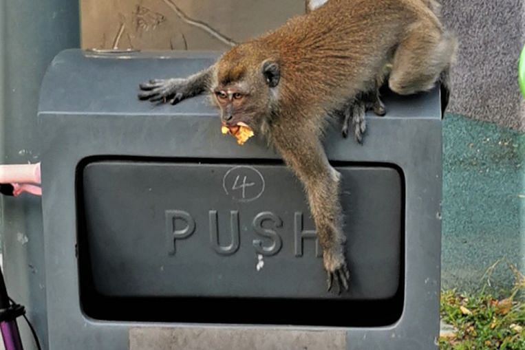 Votre photo : Macaque trop intelligent pour la poubelle anti-vol, Forum News & Top Stories
