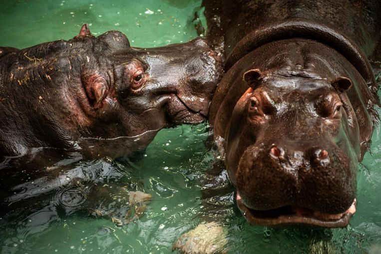 Deux hippopotames dans un zoo belge testés positifs pour Covid-19, Europe News & Top Stories