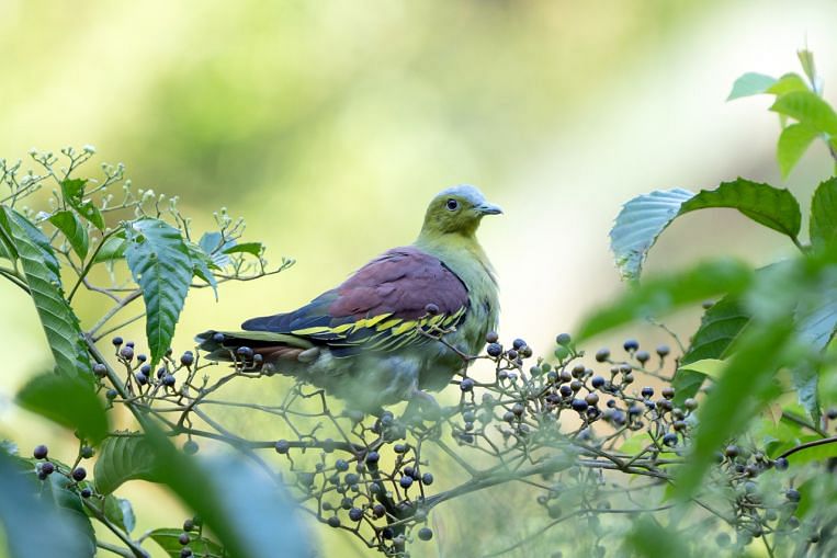 Plus d’oiseaux rares arrivent ici – certains pour la première fois, Environment News & Top Stories