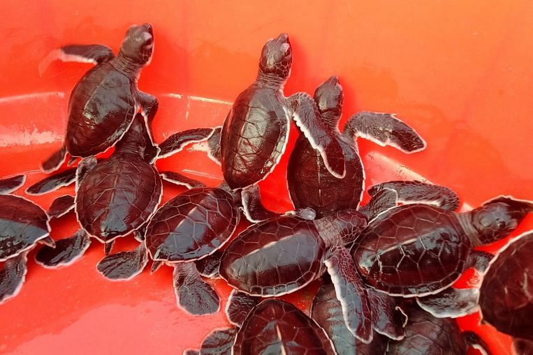 Une équipe pakistanaise de la faune berce les bébés de tortues vertes de la plage à la mer, Asie du Sud
