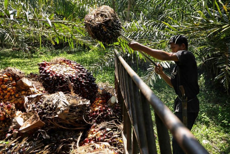 Un tribunal indonésien rejette l’offre de rétablissement des permis d’huile de palme en Papouasie et en Asie du Sud-Est