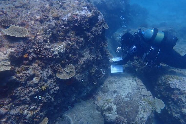 Les récifs coralliens de l’océan Indien occidental risquent de s’effondrer : étude, actualités du monde et articles à la une