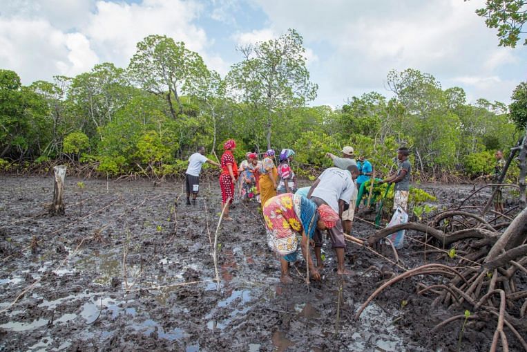 Les prêts maintiennent les femmes à flot alors qu’elles replantent des mangroves en voie de disparition rapide au Kenya, World News & Top Stories
