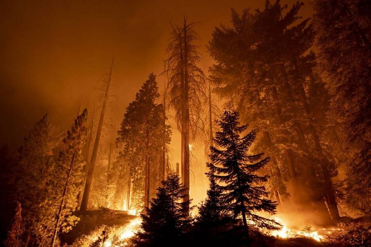 De la Sibérie aux États-Unis, les incendies de forêt battent des records d’émissions cette année, World News & Top Stories