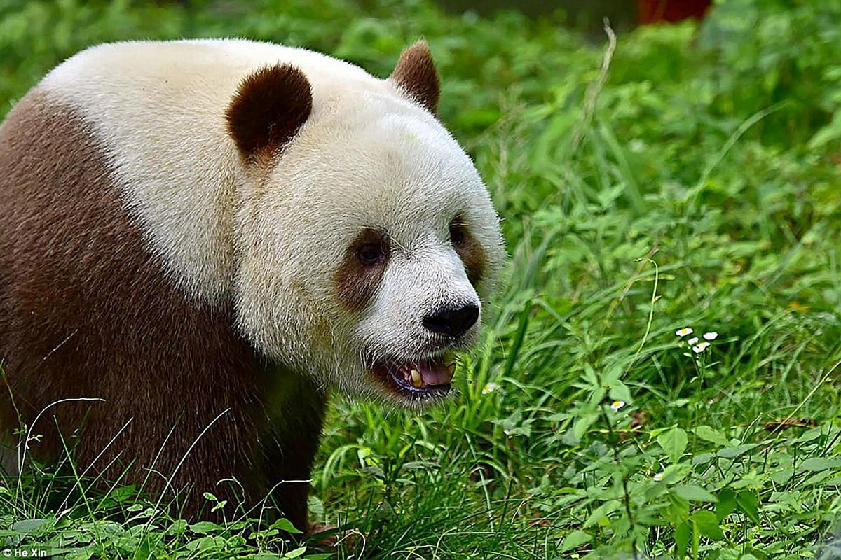 World's only brown panda, abandoned by its mother, gets ready for mating,  East Asia News & Top Stories - The Straits Times